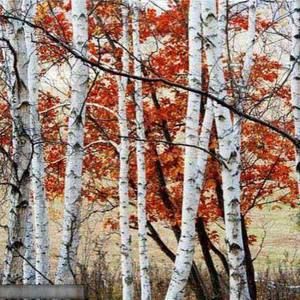 Meet your Posher, Sadeta